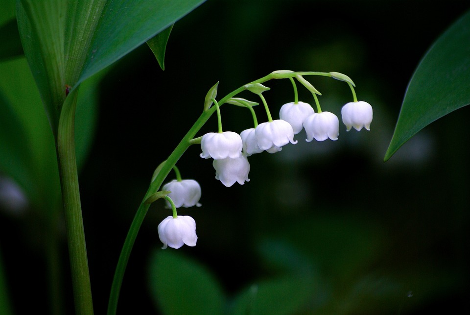 Brin de muguet