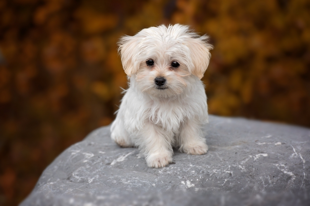 Animaux